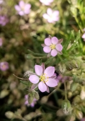 Spergularia rubra