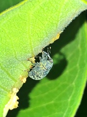 Rhyssomatus lineaticollis