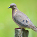 Eared Dove - Photo (c) Diego Caballero, some rights reserved (CC BY-NC), uploaded by Diego Caballero