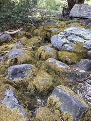 Scleropodium julaceum