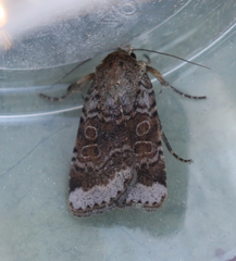 Abagrotis scopeops