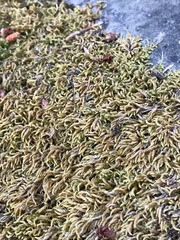 Scleropodium julaceum