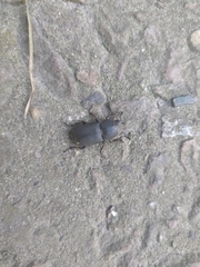 Dorcus parallelipipedus