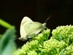 Pieris rapae