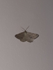Isturgia murinaria