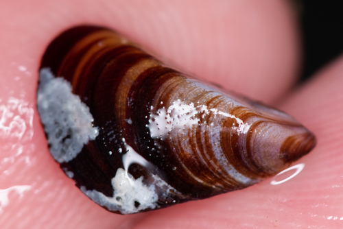 Mytilaster lineatus (Gmelin, 1791)