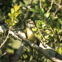 Indicator variegatus