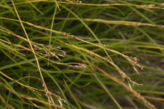 Carex pediformis
