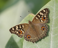 Junonia lemonias