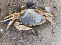 Liocarcinus holsatus