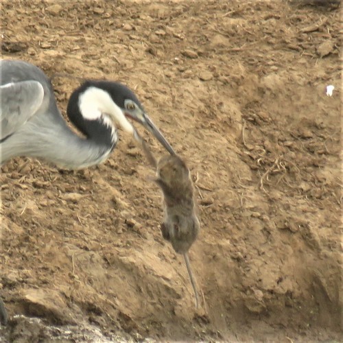 Karoo Vlei Rat (Otomys unisulcatus)