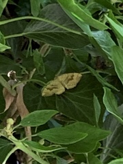 Camptogramma bilineata