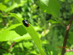 Cryptocephalus biguttatus