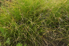 Carex pediformis