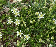 Moehringia ciliata