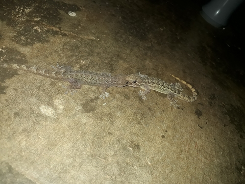 Amaral's Brazilian Gecko, Hemidactylus brasilianus