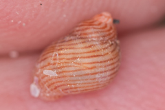 Phasianellidae
