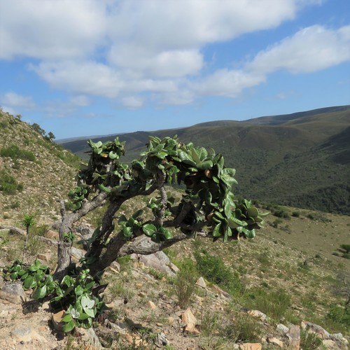 Image of Oldenburgia grandis by (c) Christiaan Viljoen, some rights reserved (CC BY)