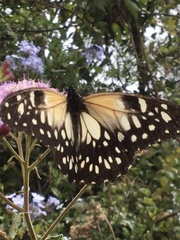 Papilio rex regulana