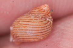 Phasianellidae