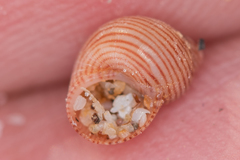Phasianellidae