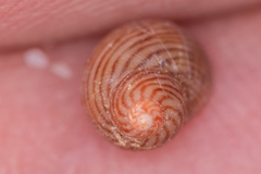 Phasianellidae