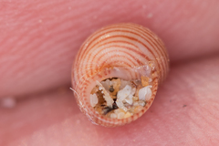 Phasianellidae