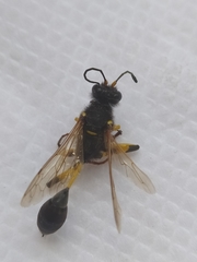 Sceliphron destillatorium