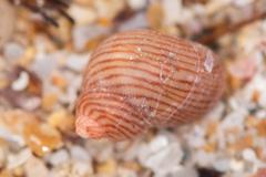 Phasianellidae