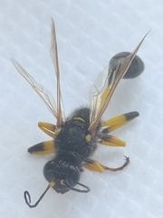 Sceliphron destillatorium