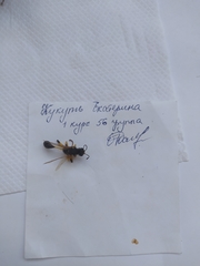 Sceliphron destillatorium