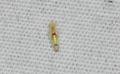 Erythroneura octonotata