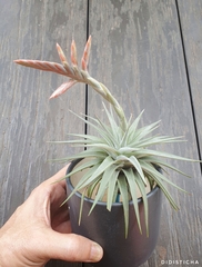 Tillandsia didisticha