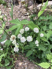 Astrantia