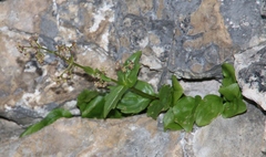 Valeriana elongata