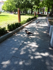 Corvus cornix