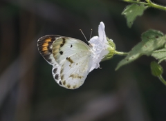 Colotis etrida