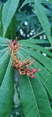 Jatropha multifida