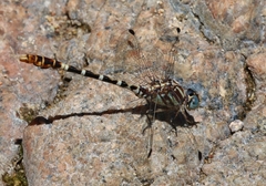 Erpetogomphus lampropeltis