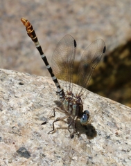 Erpetogomphus lampropeltis