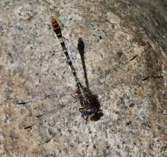 Erpetogomphus lampropeltis