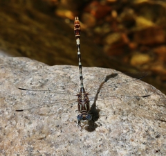 Erpetogomphus lampropeltis