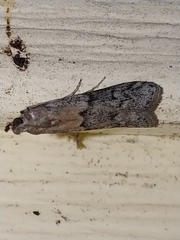 Vitula serratilineella