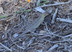 Holbrookia propinqua