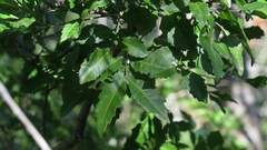 Smelophyllum capense