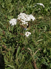 Achillea millefolium