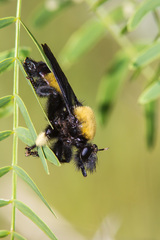 Laphria macquarti