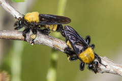 Laphria macquarti