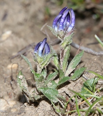 Phyteuma sieberi