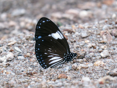 Magpie Crow Butterfly - Photo (c) Cheongweei Gan, some rights reserved (CC BY-NC), uploaded by Cheongweei Gan
